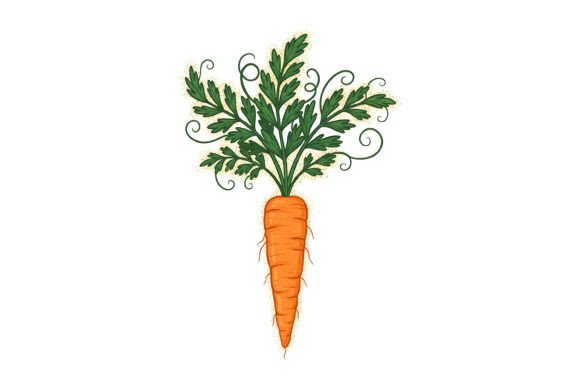 Decorative Carrot Botanical Illustration: Design Applications